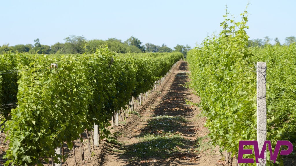 Vineyards & Wineries in Channel Islands