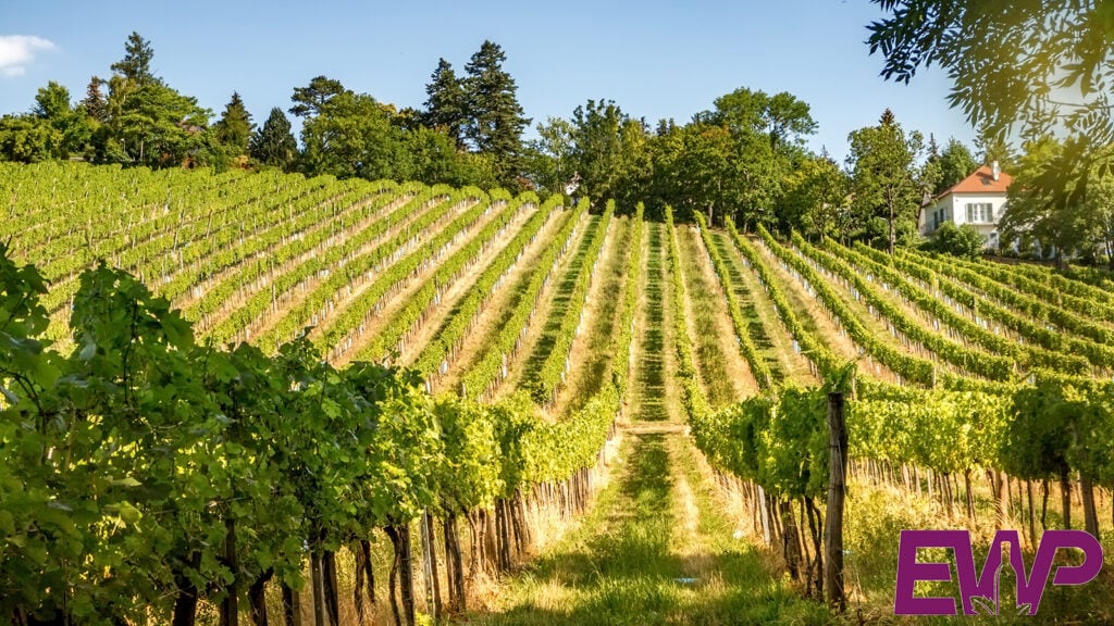 Vineyards & Wineries in Cornwall