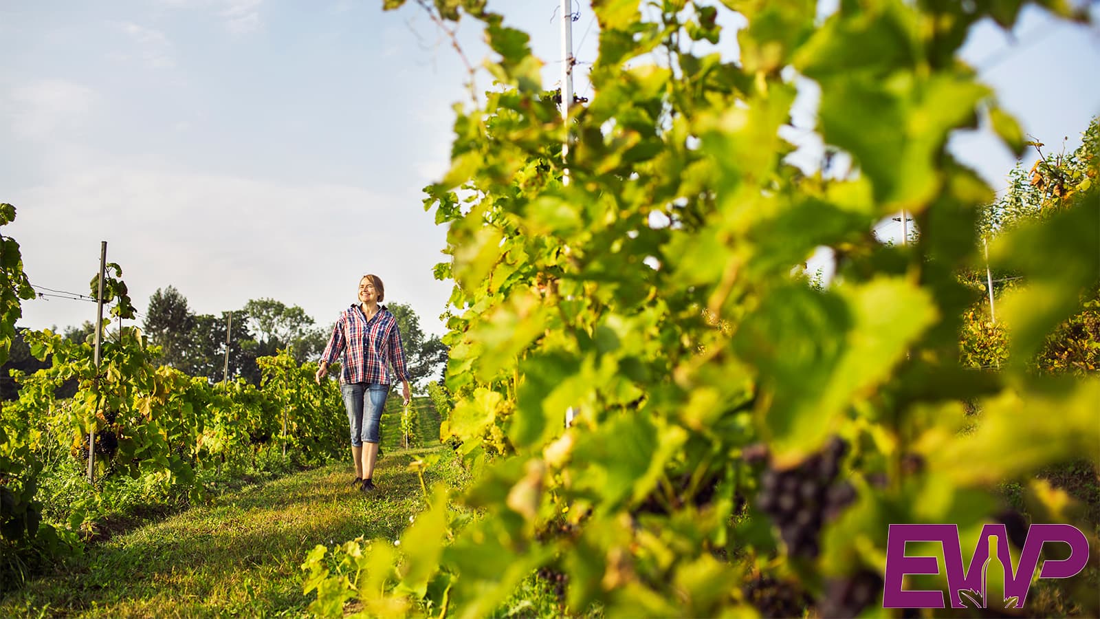 East Sussex Vineyards & Wineries