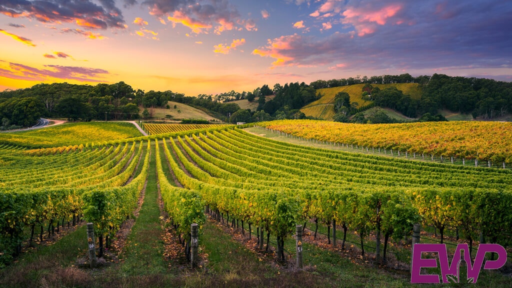 Vineyards & Wineries in Essex