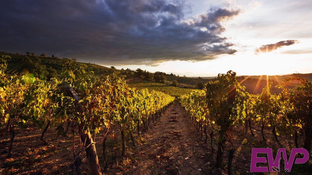 Vineyards & Wineries in Hampshire