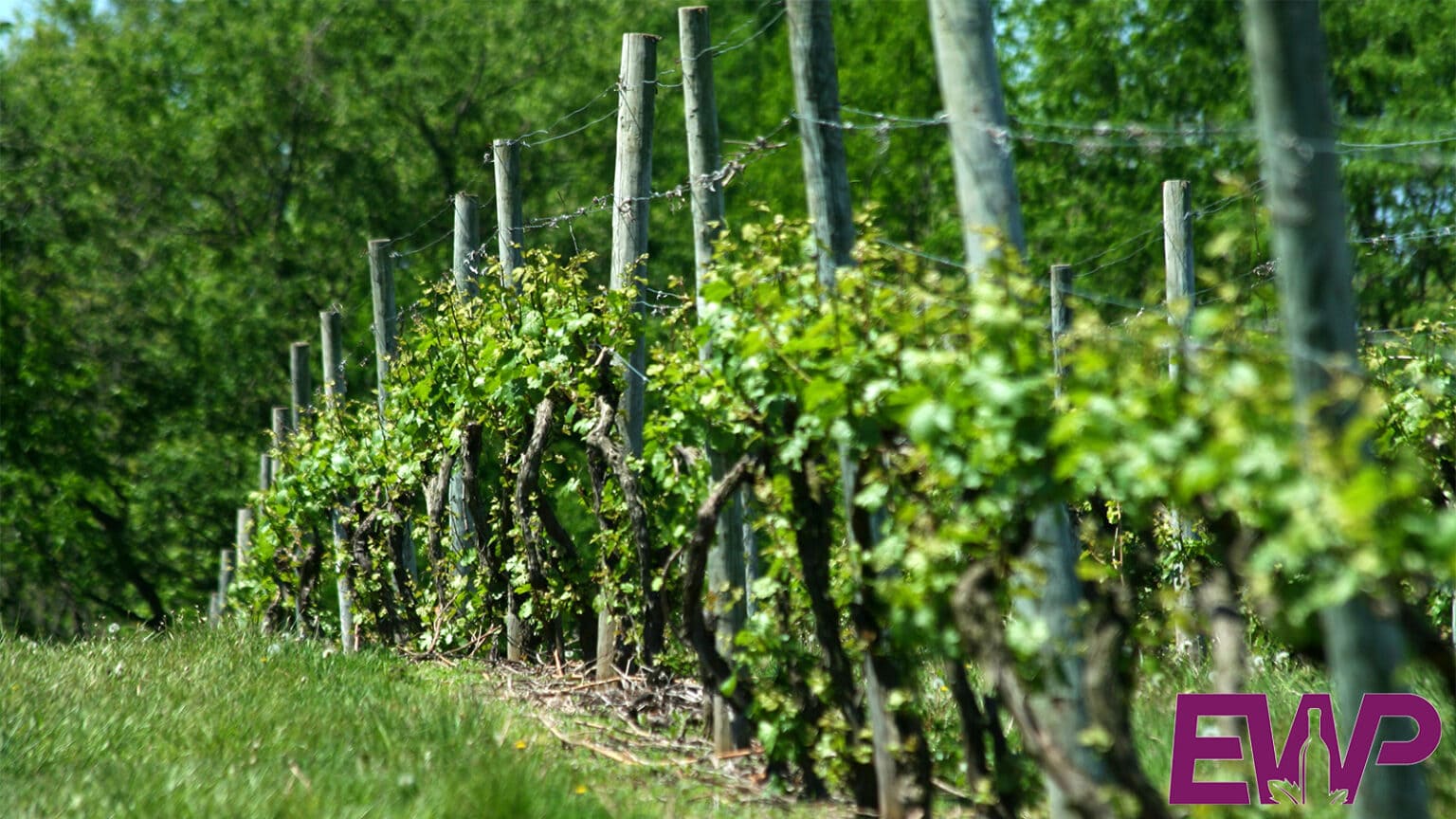 English Wine Producers