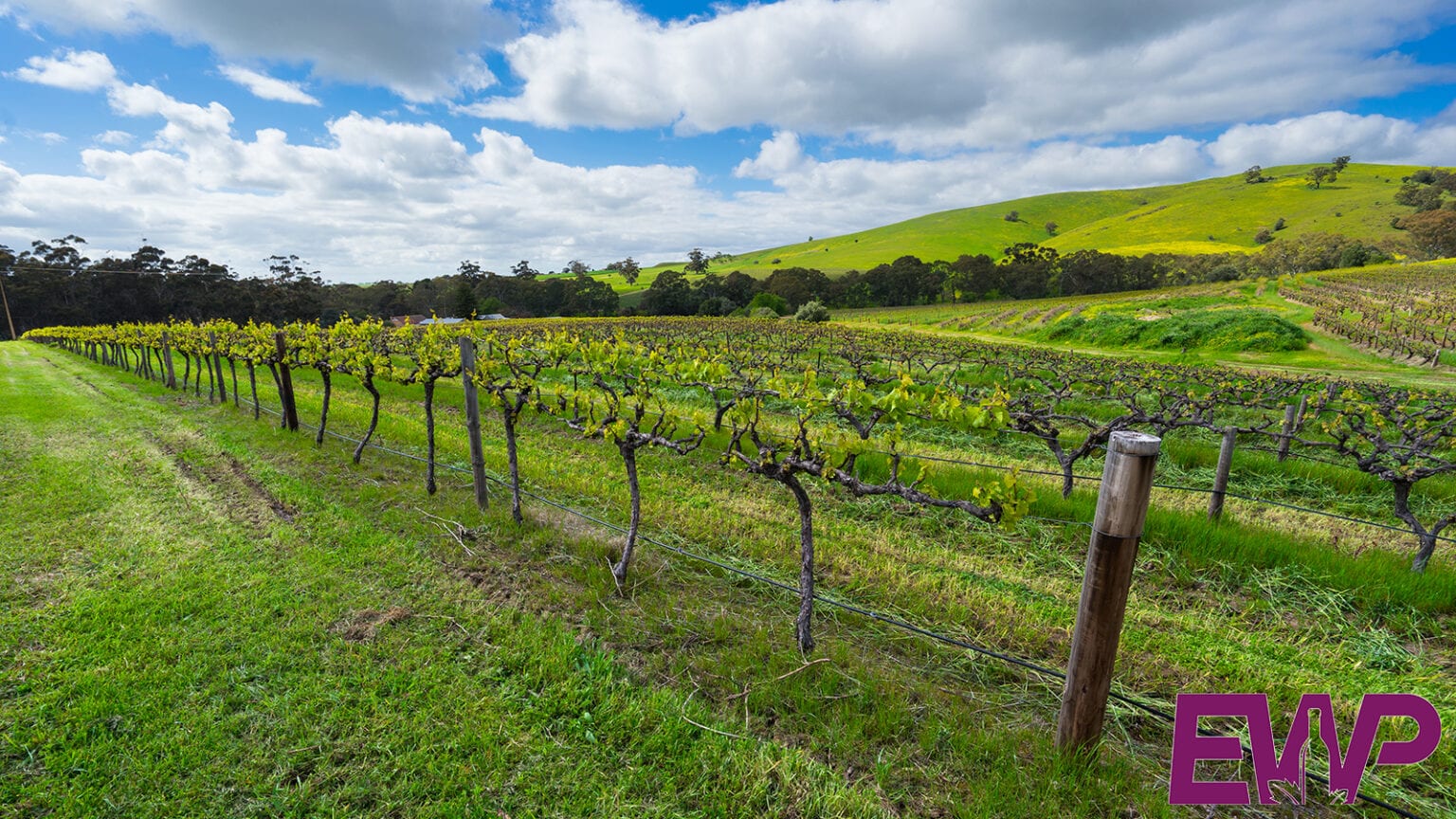 English Wine Producers