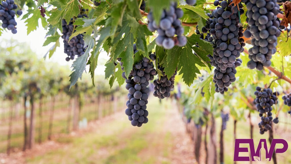 Vineyards & Wineries in Midlands