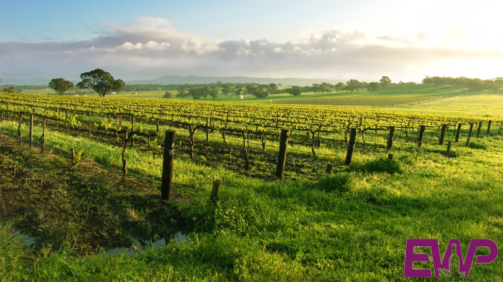 Vineyards & Wineries in Suffolk