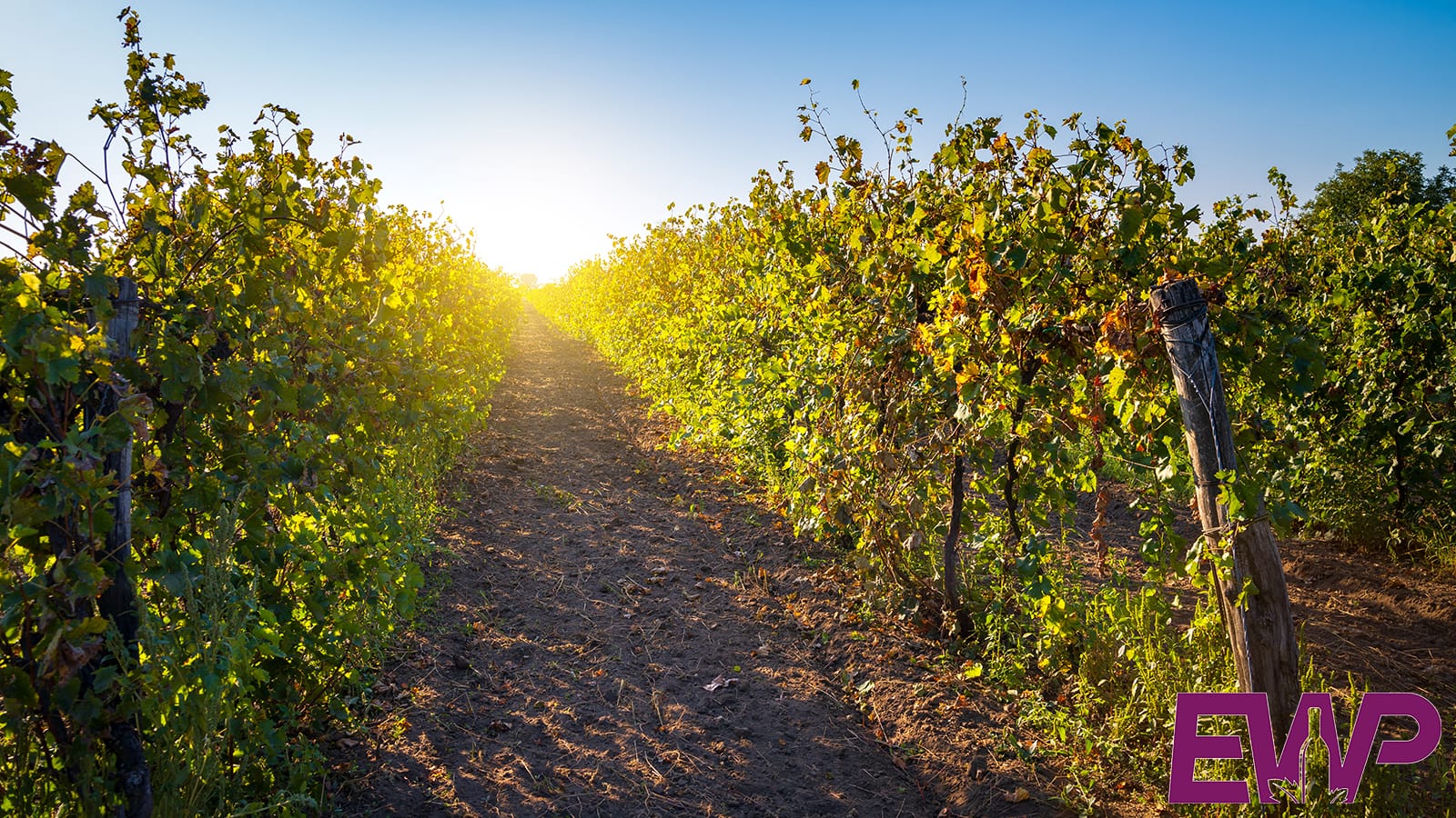 Yorkshire vineyard hotsell