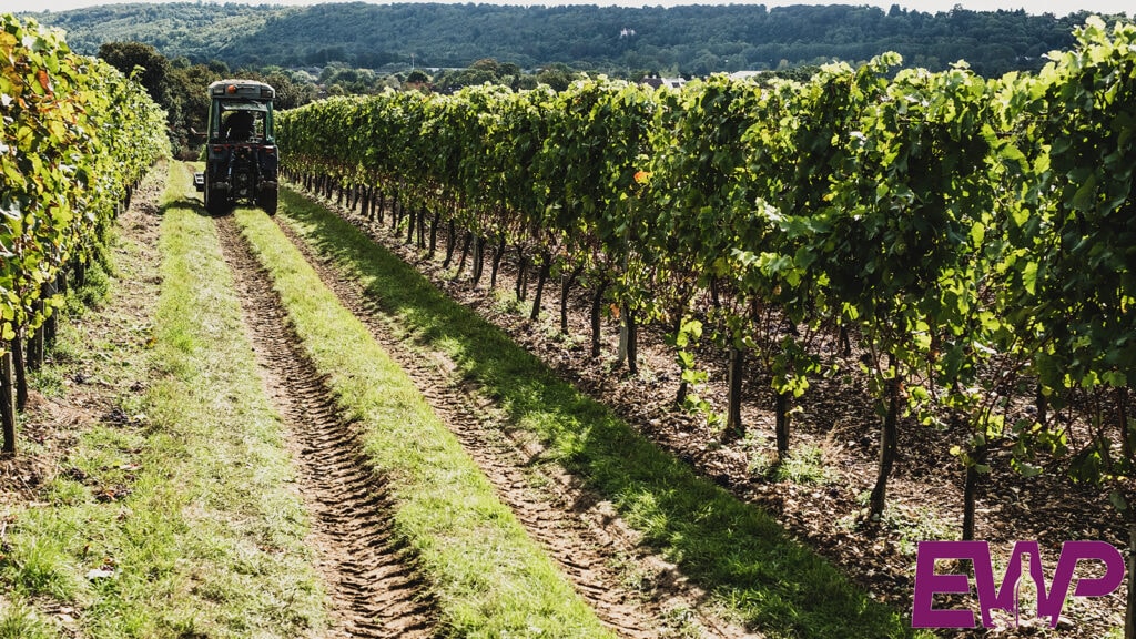 Vineyards and Wineries in East Anglia