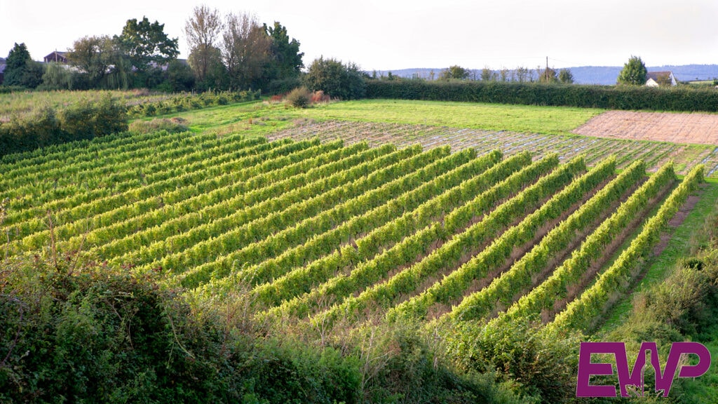 Vineyards in the United Kingdom