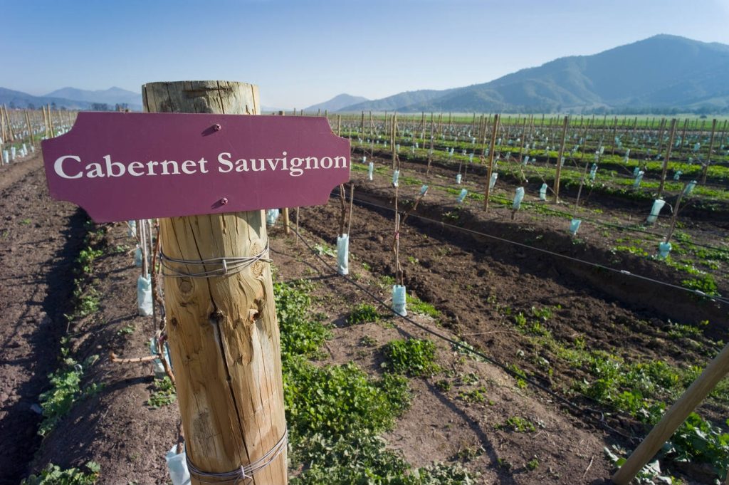 Global Grapevine: The Unfolding Story of Cabernet Sauvignon in 2023