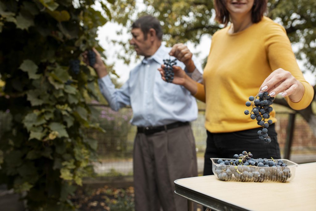 Exploring the Best Wines from Israel A Journey through Israel Wineries, Regions, and Grapes