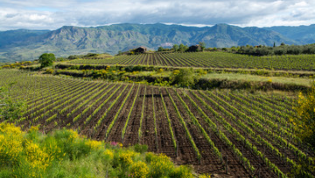 How Many Wine Producers Are There in the UK