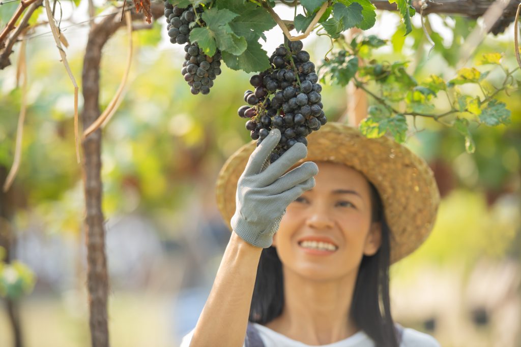 Japan's Wine Renaissance Exploring the Unique Vineyards and Varieties of the Rising Sun