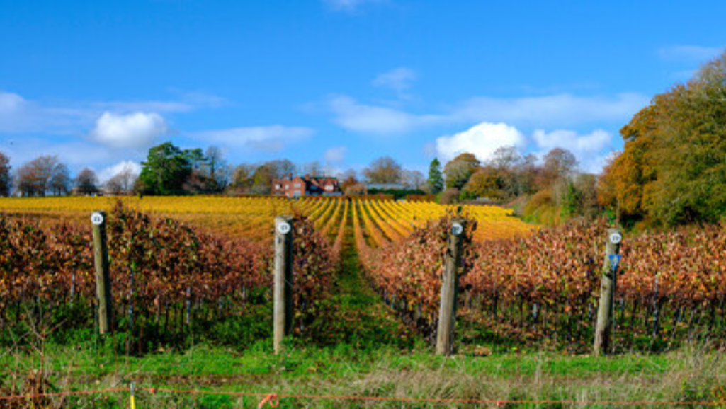 What Is Planted Around Grape Vineyards to Detect Diseases Before They Affect the Grapes