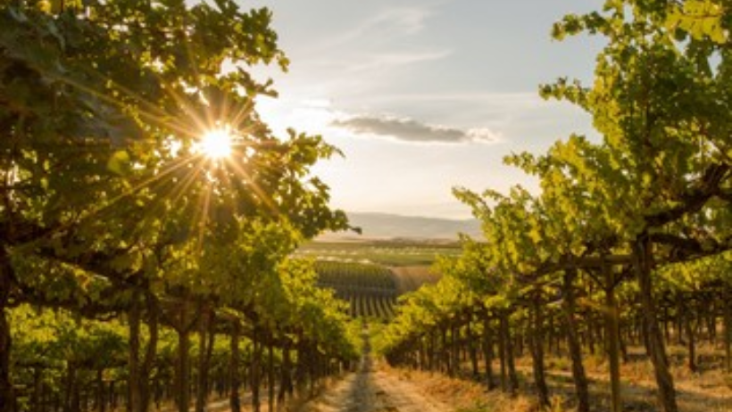 What is the biggest vineyard in England