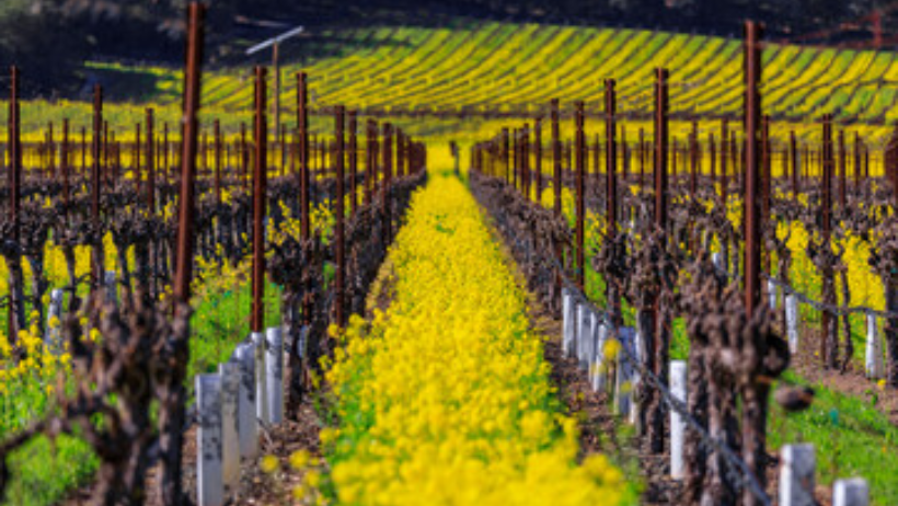 When Are Vineyards in Bloom