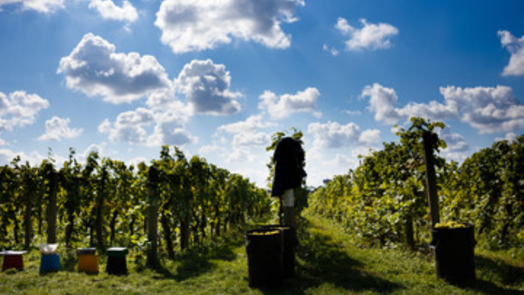 why are vineyards on hills